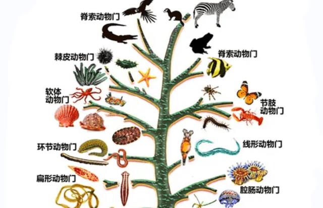 动物不知道生殖繁衍的秘密,却有两性生殖行为,谁在操纵这一切?