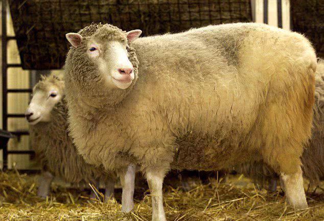 20多年前就造出克隆羊，为何不敢克隆人？“多莉”羊的下场有多恐怖？