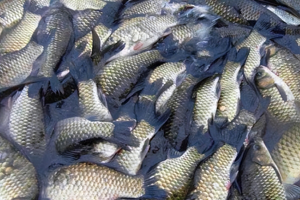 |深秋野钓天气怎么选，选得好鱼获不会少