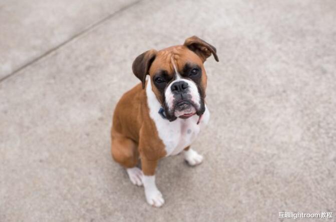 摄影初学者构图中常见的8个错误,避免了才能拍出好照片!