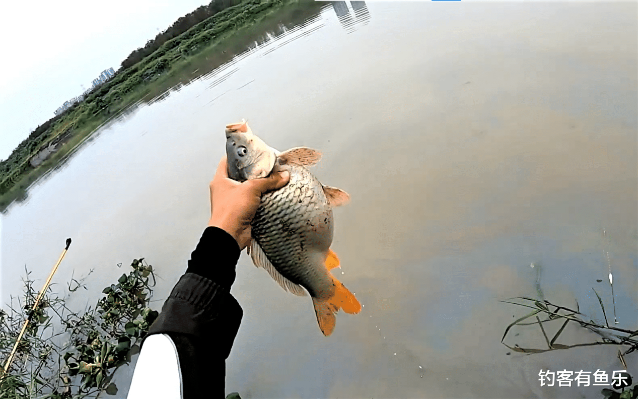 饵料|春季钓不到鲤鱼?从这三个方面入手试试