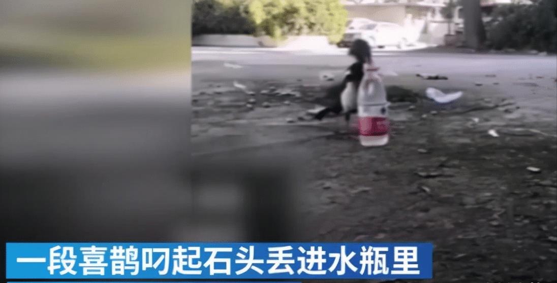 敢吃毒蛇和敢于报复人类的老鹰,为何会惧怕喜鹊?“空中平头哥”喜鹊不容小觑