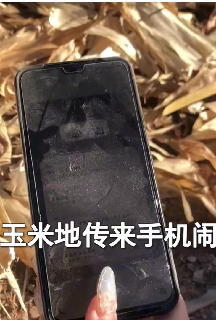 女子手机静音掉玉米地找不回,第二天另辟蹊径找回,网友一看秒懂