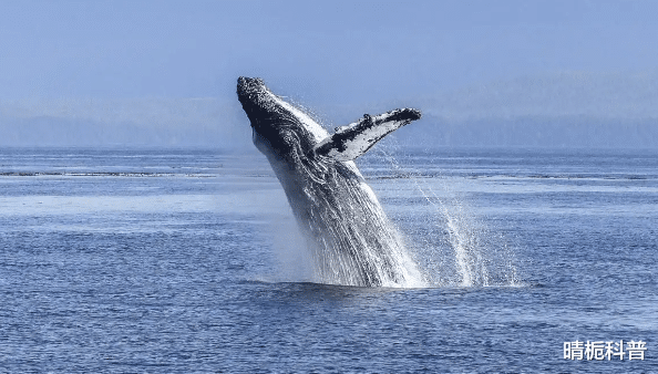 一鲸落万物生，为什么说鲸落是最浪漫的重生？它是一个怎样的过程