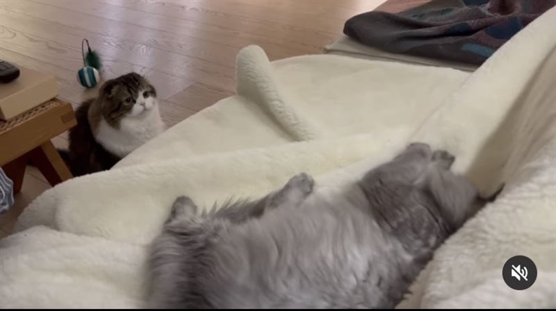 朴信惠|新婚朴信惠晒照庆祝32岁生日，剪短发迎接儿子降生，上围明显升级