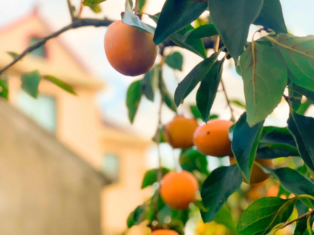 柿子|一年好景君须记,最是橙黄橘绿时