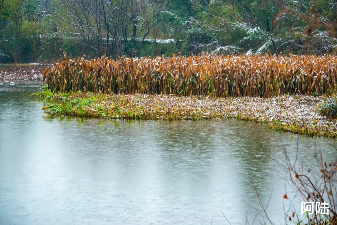 新疆维吾尔自治区|踏着雨雪寻梅，到西溪绿堤再合适不过，可惜花儿盛开还得等年后