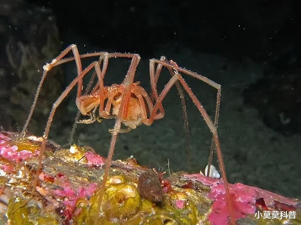 盘点世界上最美丽的十种海洋生物,每个都超乎想象,你见过几个?