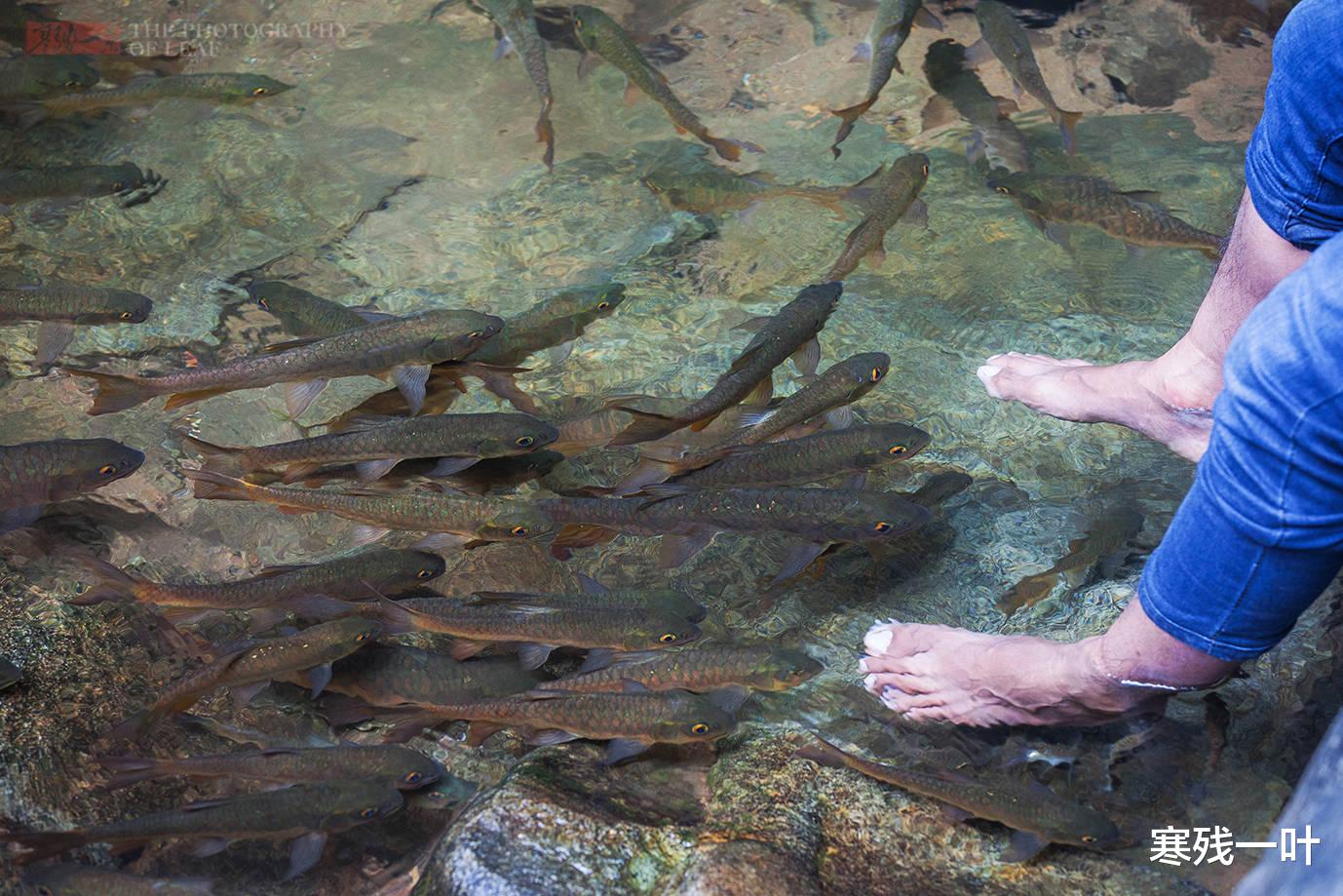 邢台|因为一个传说没人敢吃鱼，导致整条溪鱼泛滥，成为了泰国一大奇景