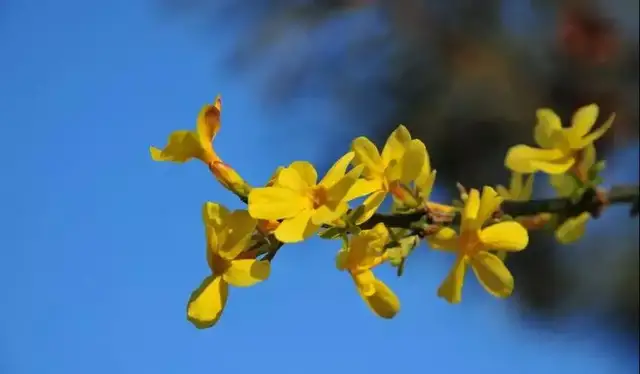 杭州|春天，来一场与繁花的邂逅