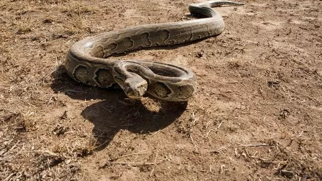 非洲狂蟒之灾？非洲蛇界的“大”哥，身形巨大可食人的岩蟒