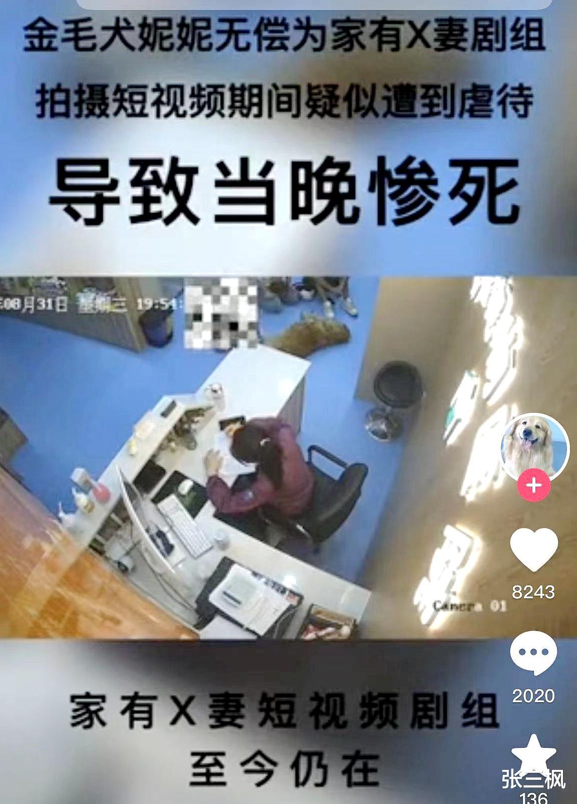 宠物医院|网友借爱犬给剧组拍摄却离奇死亡，嘴里都是泥沙跟血，剧方回应了