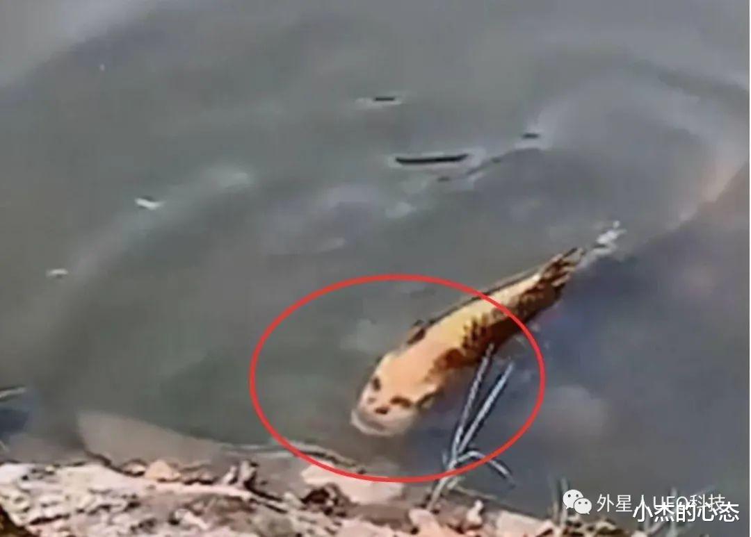 印尼渔民捕获“人脸鲨”,多地出现过人脸生物,真的有海底人吗?