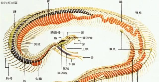 被蛇吞下是什么感受?科学家身穿盔甲作死实验,心率飙升180