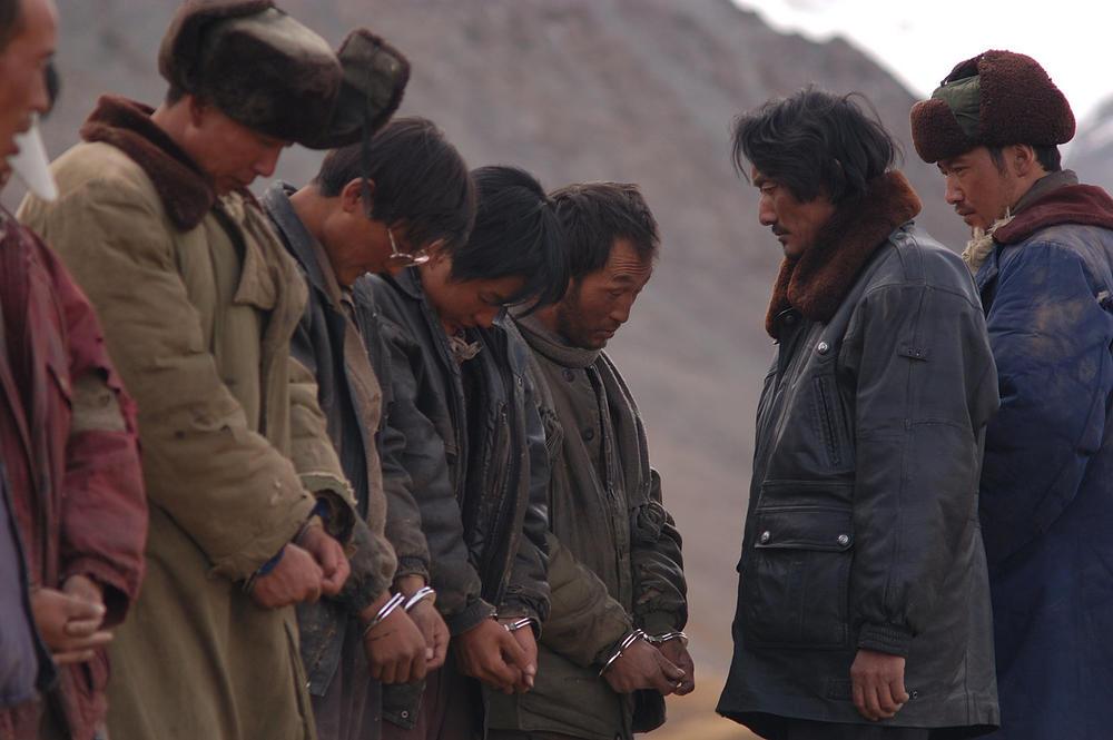 藏羚羊|可可西里,藏语的意思是:美丽的青山,美丽的少女