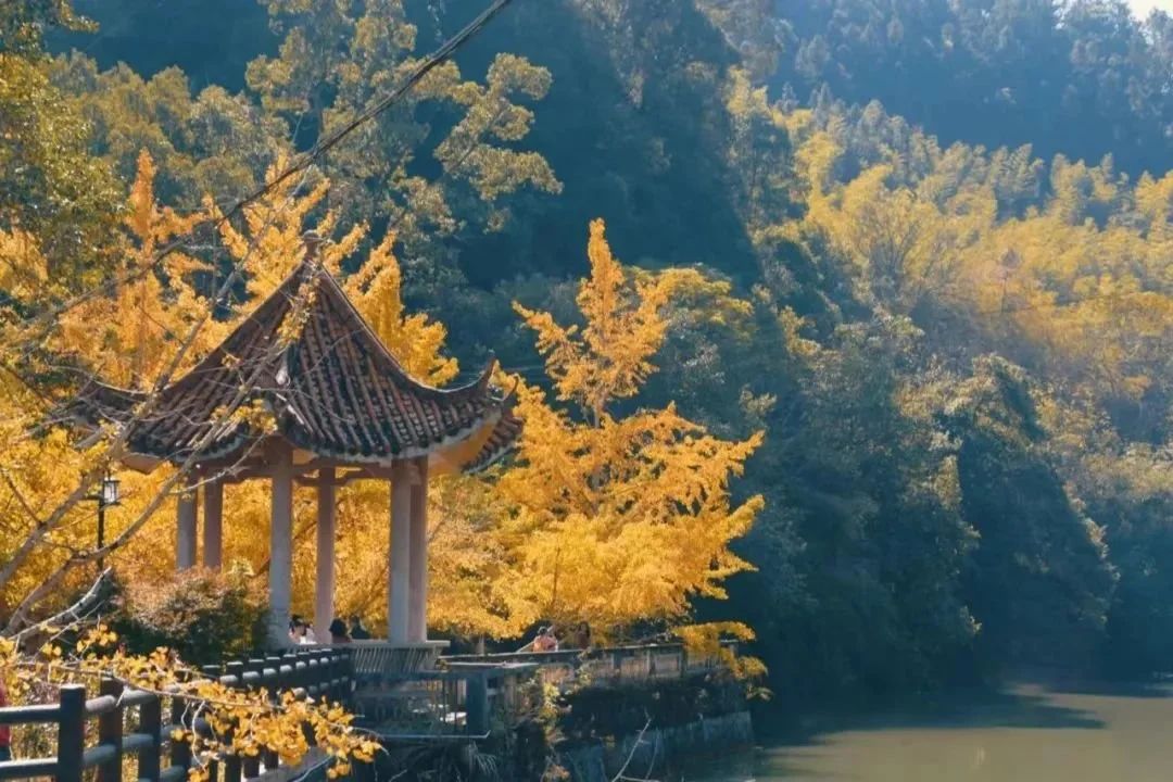 长沙|这座最不广东的广东小城，银杏不输腾冲，嗜酸又爱辣