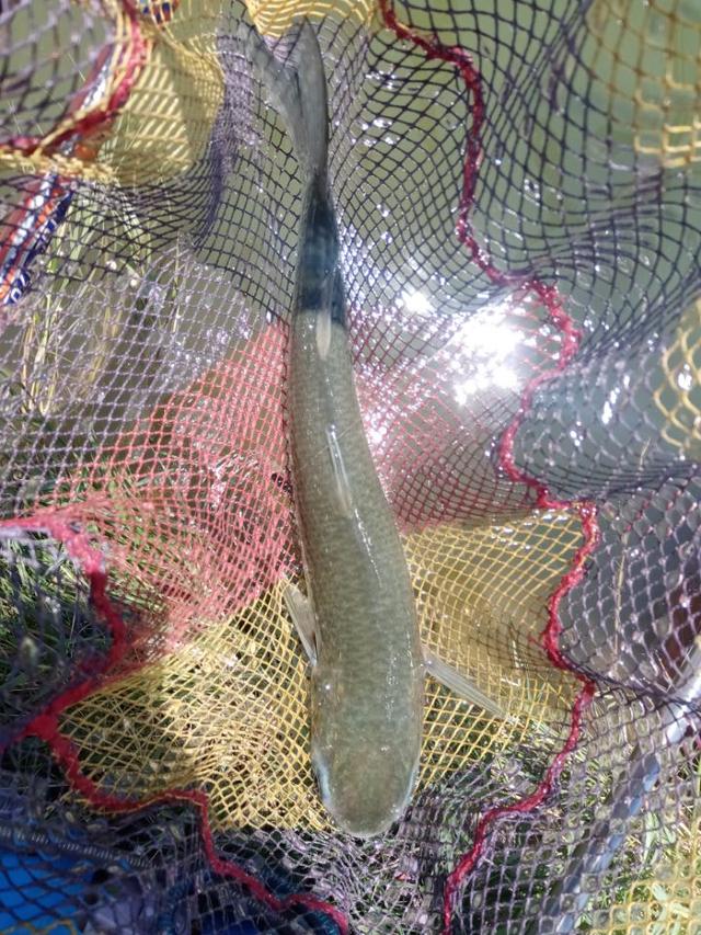 |2022年我还是那个称职的乌（鲻）鱼猎手！