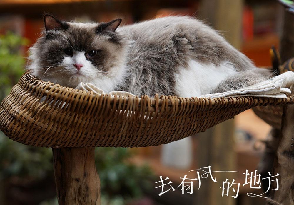 刘亦菲|去有风的地方:追剧日历,1月3日连更6集,会员1月27日结局太给力