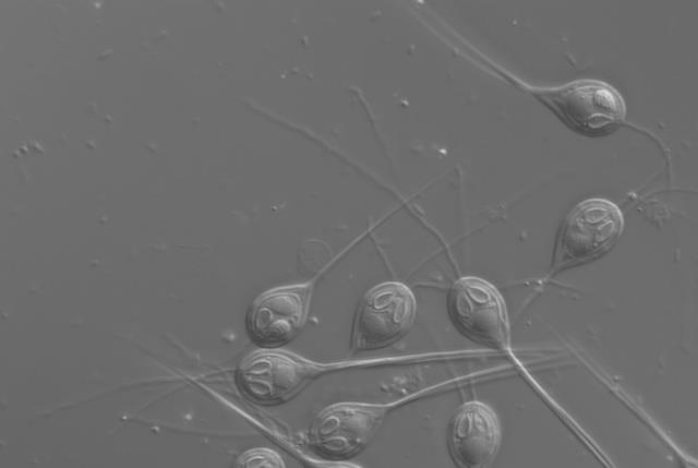 不靠氧气生存的动物?科学家不清楚原因,或颠覆对生命的认知