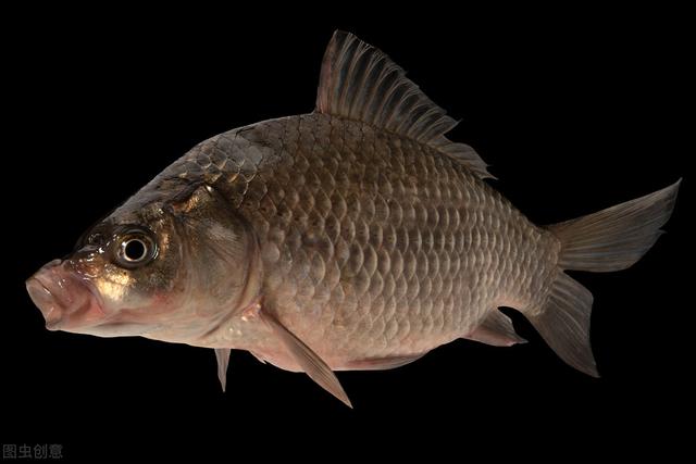 鲫鱼|天冷水凉,野钓鲫鱼如何调漂?教大家一种调漂方法,好用命中率高