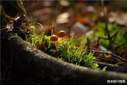 野生菌|刘亦菲新剧刷屏!均温20℃的神仙取景地,私藏“全国最毒”美味,吃过就上头!