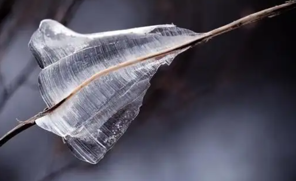 “冰蝴蝶”再现山西,且数量逐年上涨,年底将有极端天气出现?