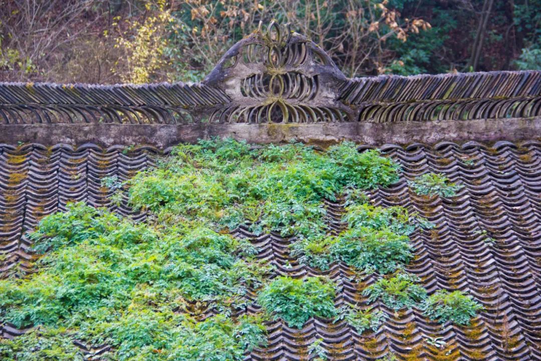 施甸|秦岭山中的老瓦房，为什么屋顶会长满草，原来是因为多了一道工艺