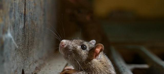 |男子户外钓鱼,意外收获4腿长尾“怪物”,网友:见过钓骨灰盒吗