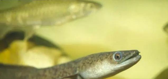 三亚|海南一男子河里夜钓，罕见收获“米级”花鳗鲡，网友：保护动物