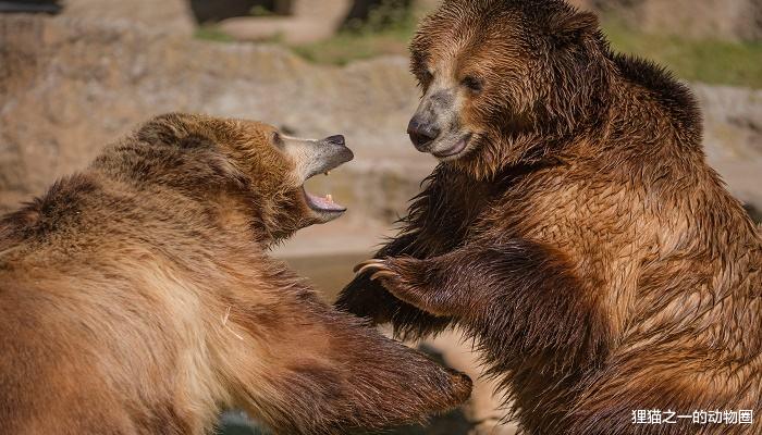 露营|美国女子在蒙大拿州露营,因果香洗发水闻起来像食物,被野熊杀害