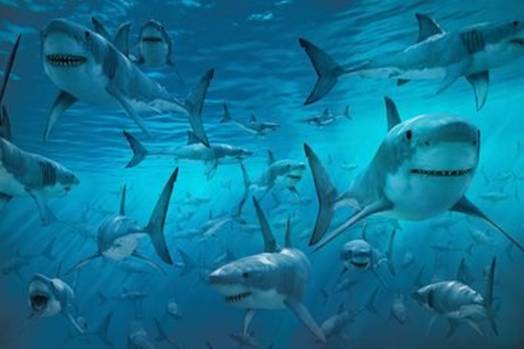 美国上百条鲨鱼出没，已威胁到人类，我们该如何防范？