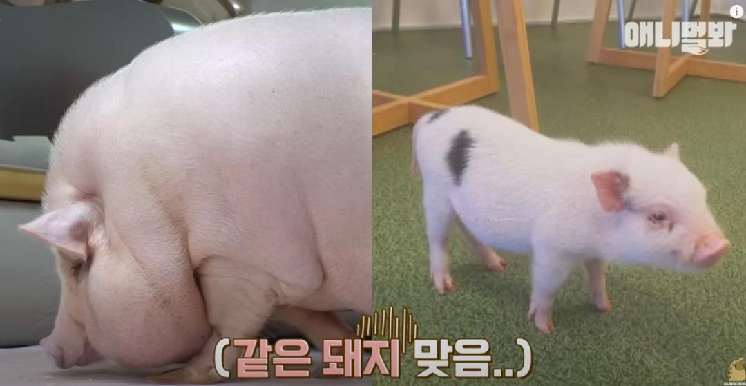 古尔丹 韩国女孩养迷你猪秒变大胖猪，如今带着它们刻苦运动节食减肥