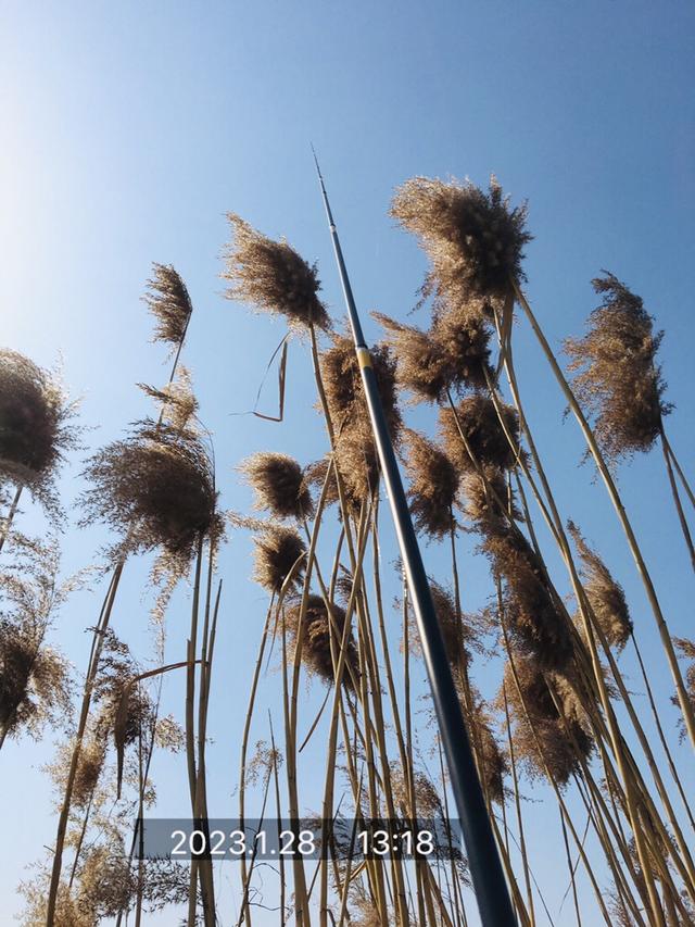 饵料|风和日丽开工日，鳊鳊起舞迎兔年！