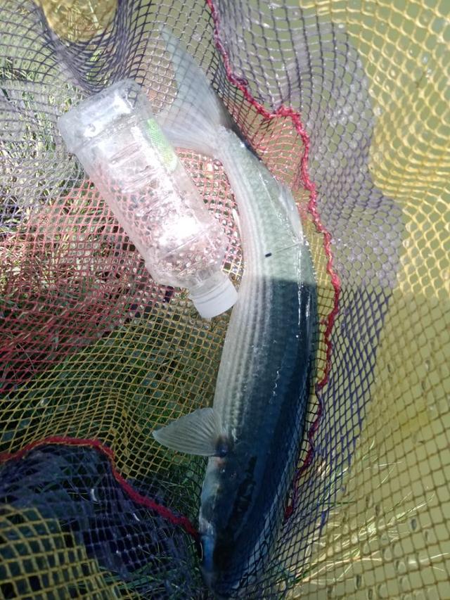 |2022年我还是那个称职的乌（鲻）鱼猎手！