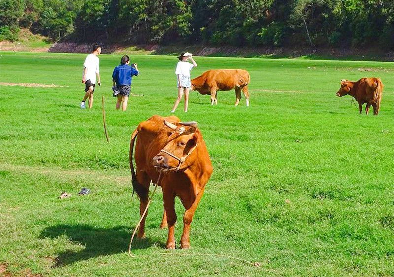 北红村|打卡！南华这片绿色大草甸，太适合露营了