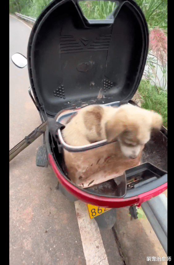 流浪狗|流浪狗发动撒娇卖萌技能，说服钓鱼者将它带回家，凭本事有了家！