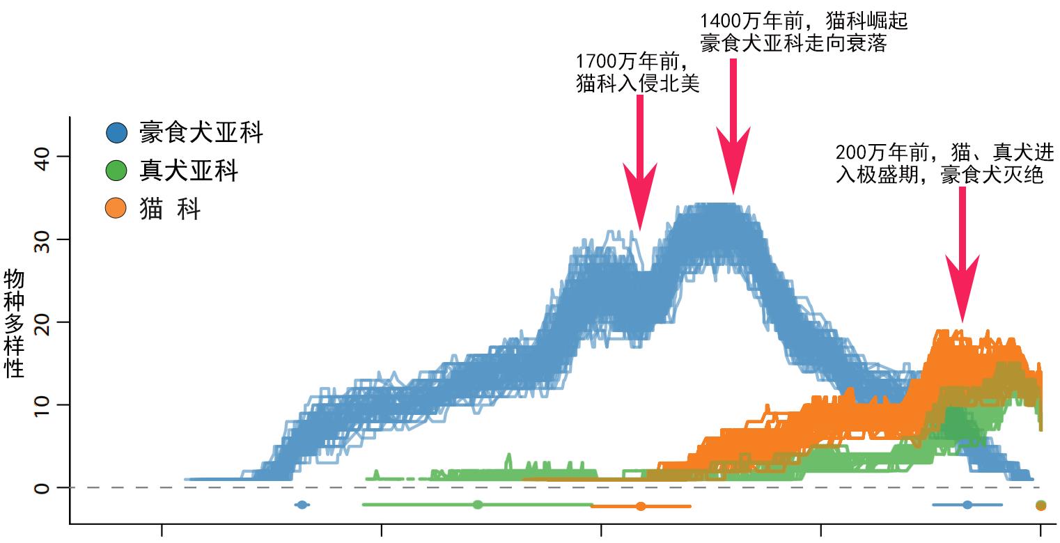 1700万年前的猫犬大战:猫科入侵北美,导致犬科一家族团灭