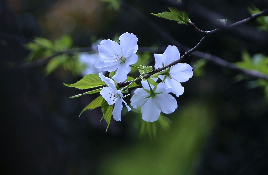 用摄影的方式,记录姹紫嫣红的春天,你喜欢这些照片吗?