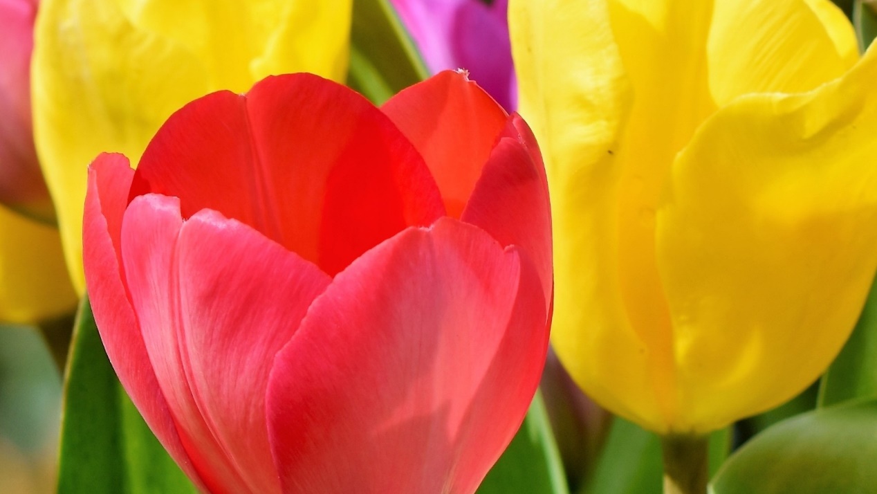 生肖|熬过2周，四大星座破茧重生，平安富贵，情感方面顺利