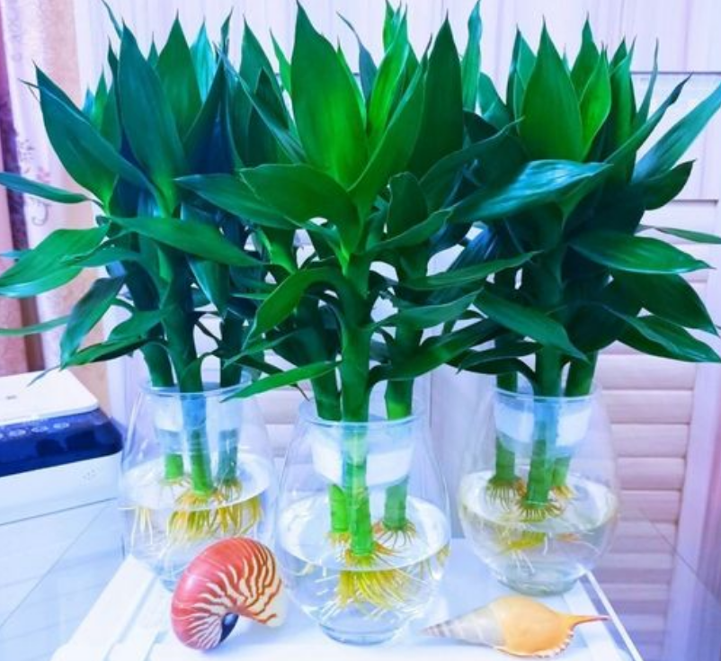 室内适合怎么养植物呢,一起来看看吧!