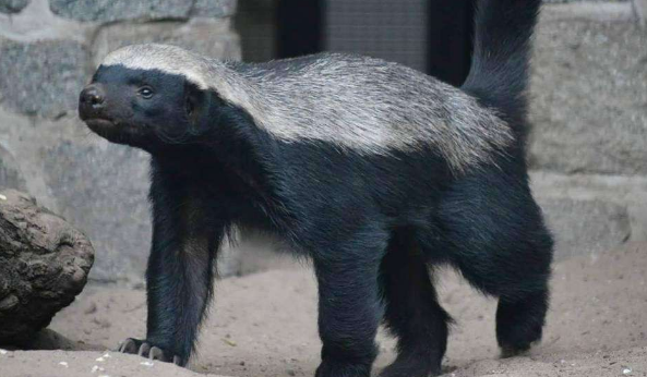 平头哥和蛇獴,谁才是真正的毒蛇克星?它们是否能捕食眼镜王蛇?