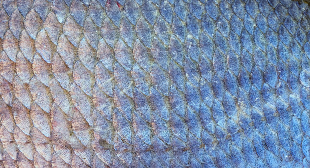 科学家告诉我们,为什么大海中的浮游生物有许多鱼鳞