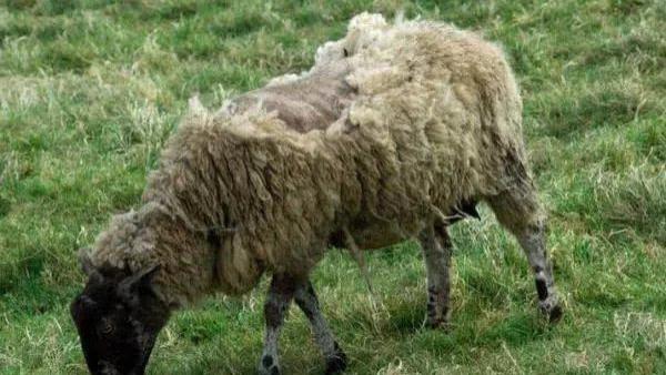 当年第一只克隆羊“多莉”，后来怎么样了？看完出了一身冷汗