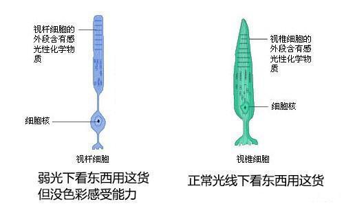 太阳光谱中没有粉红色,为何我们能够看到这种颜色?