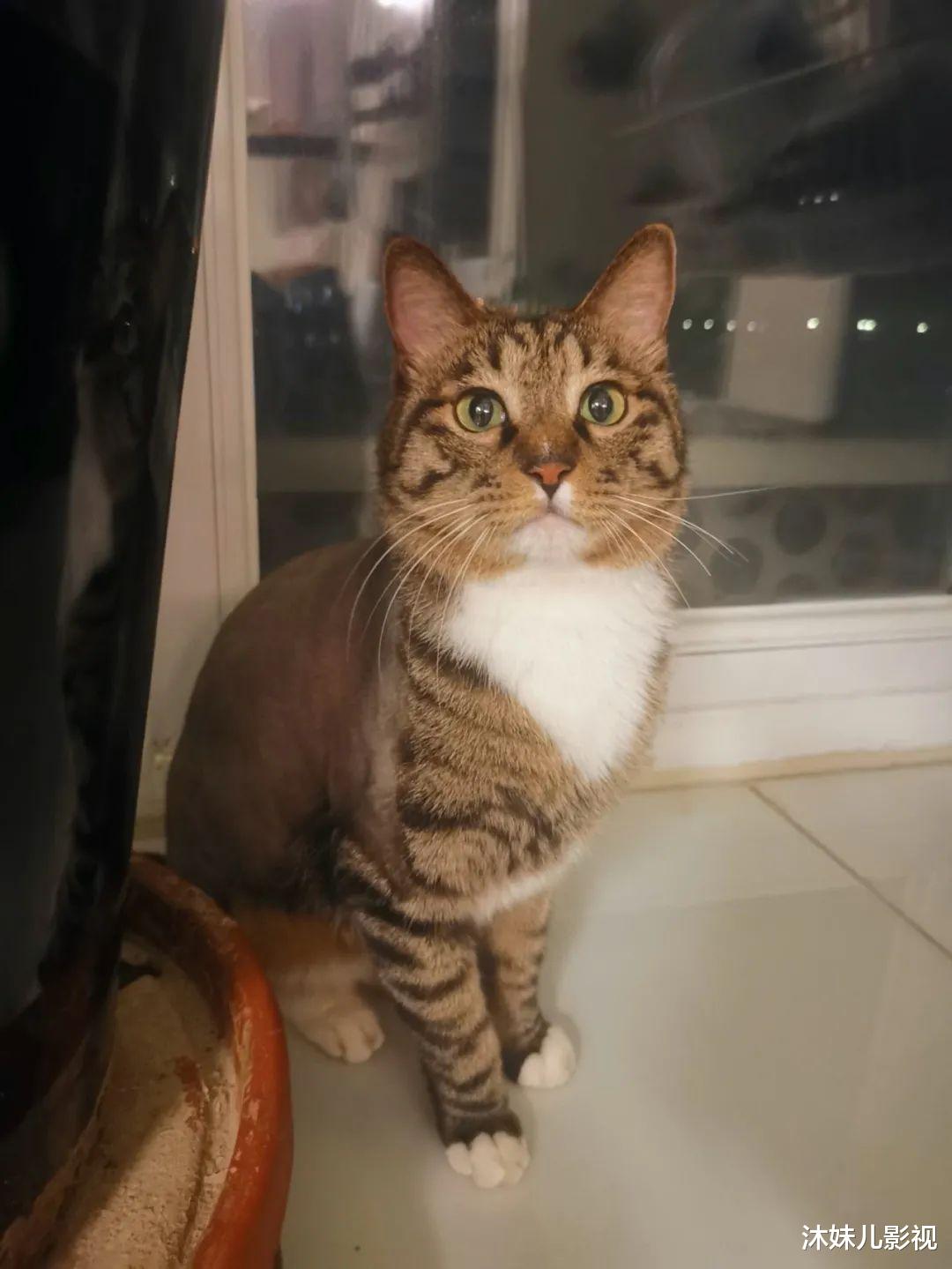 倪虹洁|倪虹洁：已离婚，有孩子，热恋中