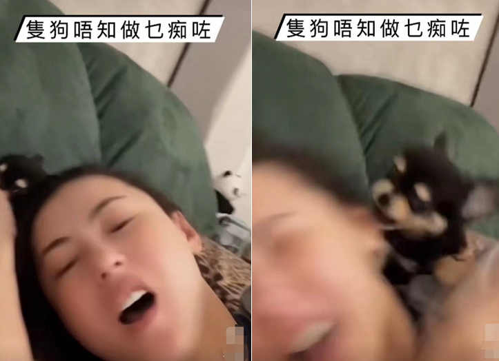 张柏芝|张柏芝躺床上被小狗咬脸，一脸痛苦不断尖叫，后脖子上膏药太抢镜