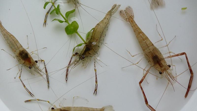 蜂蜜|夫妻备孕:男士吃什么养“精”(生殖医学科普及)