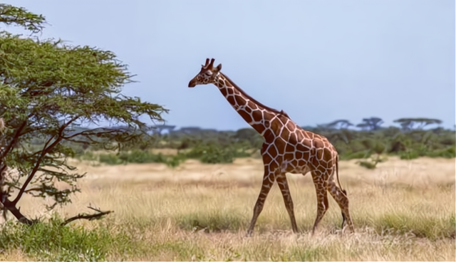 为了对付长颈鹿，金合欢树奇招迭出，长颈鹿见招拆招，一斗就是百万年