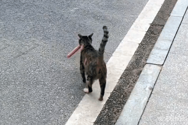 获得食物就跑的流浪猫，因意外失去一条腿，跟随发现暖心真相