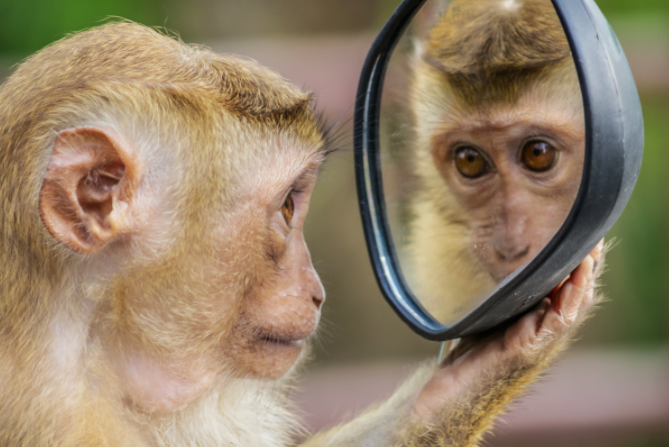 科学之谜:人类真的是地球上唯一拥有意识的生物吗?其他动物呢?